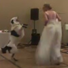 танец невесты и её пса