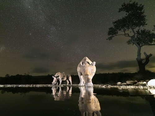 животные на ночном водопое