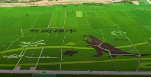 динозавра нарисовали на поле