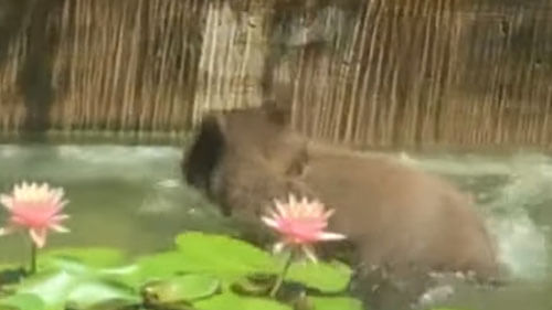 медвежонок в декоративном пруду