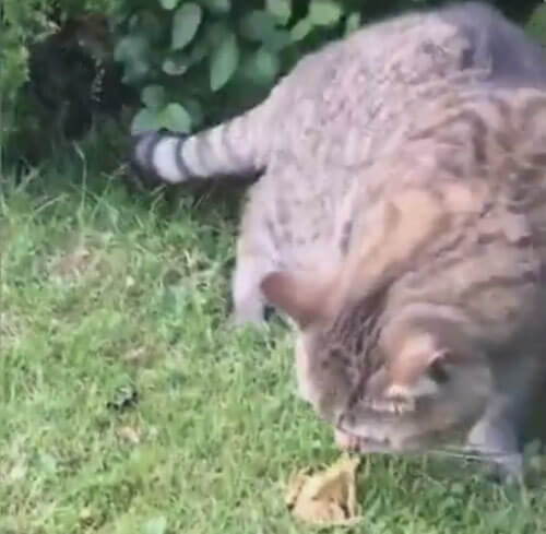 дружелюбный кот выследил лягушку