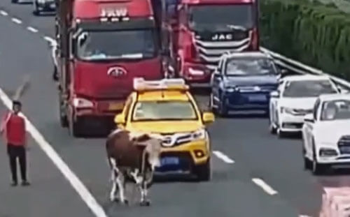 корова вызвала хаос на дороге