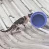 спасение кошки со скользкой крыши
