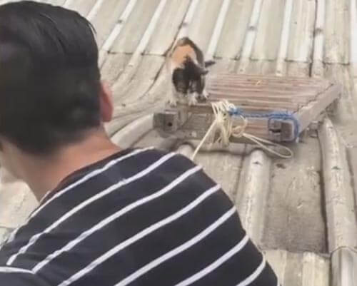 спасение кошки со скользкой крыши