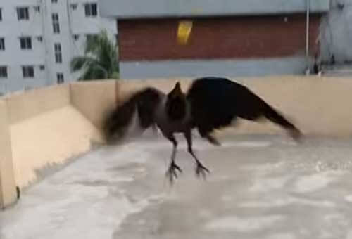 ворона прилетает в гости