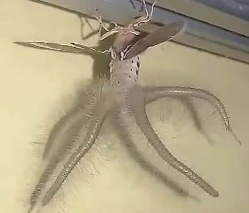 инопланетное насекомое на потолке