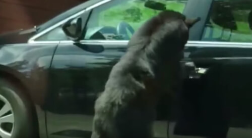 медведь открыл машину