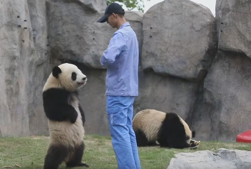 панда стоит на задних лапах