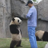 панда стоит на задних лапах