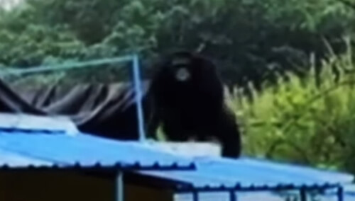 шимпанзе сбежал и пнул мужчину
