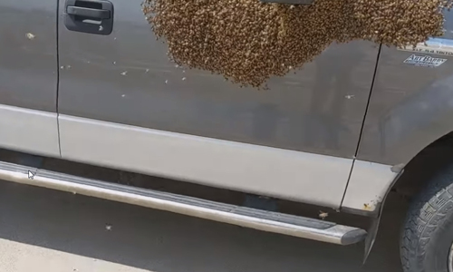 пчёлы отдыхают на автомобиле