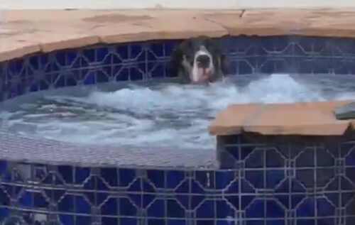 пёс в гидромассажной ванне