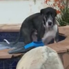 пёс в гидромассажной ванне