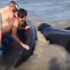 люди на пляже спасли китов