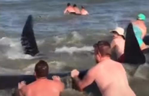 люди на пляже спасли китов