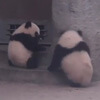 драматическое падение панды