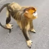 голодные обезьяны на дороге