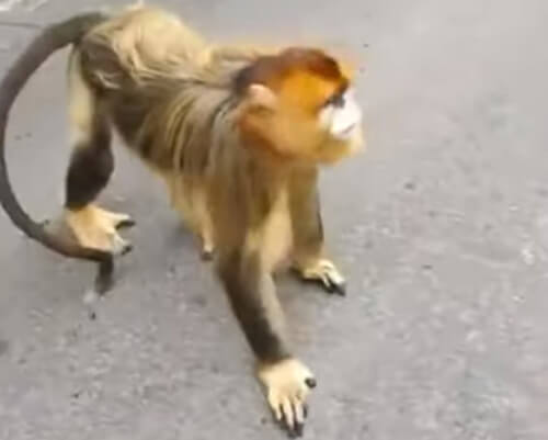 голодные обезьяны на дороге
