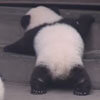 панда покоряет ступеньки