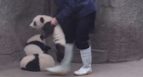 панда покоряет ступеньки