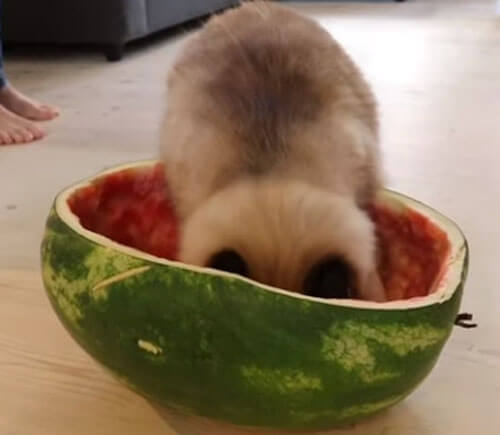 половинка арбуза для кошки