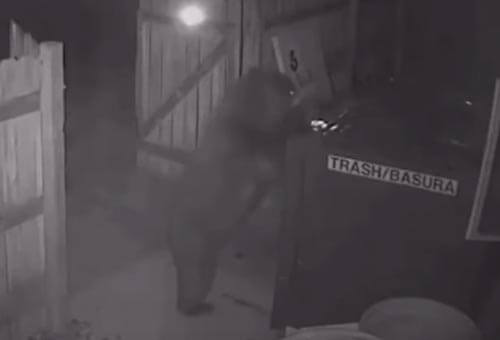 медведь украл мусорный контейнер