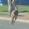 кенгуру прыгает по дороге