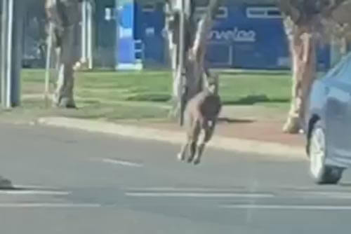 кенгуру прыгает по дороге