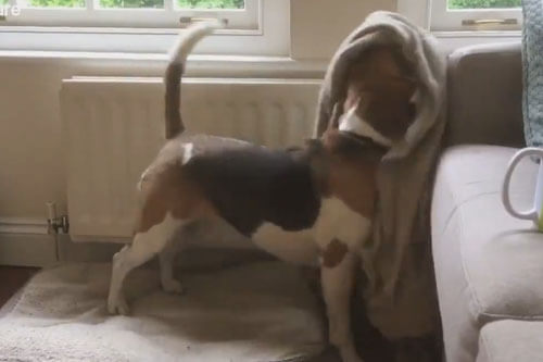 собака заворачивается в одеяло
