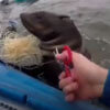 каякеры спасли тюленя