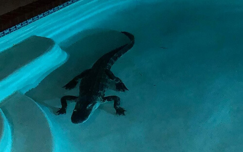 аллигатор захватил бассейн