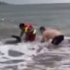 дельфина выбросило на берег