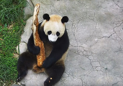 странная гитара для панды