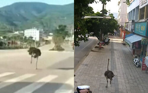 страус бегает по улицам