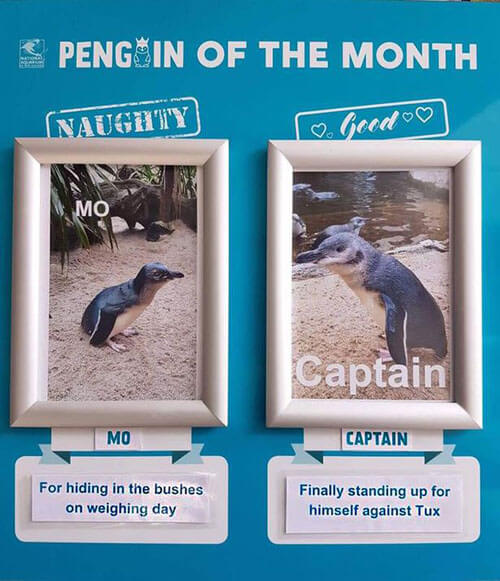 выбор пингвина месяца