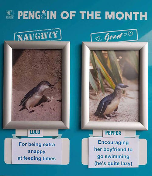 вибір пінгвіна місяця