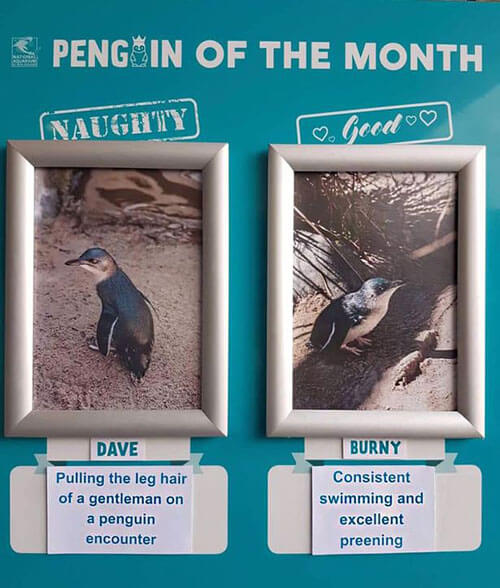выбор пингвина месяца