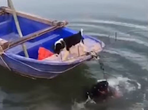 ротвейлер спас подругу с лодки
