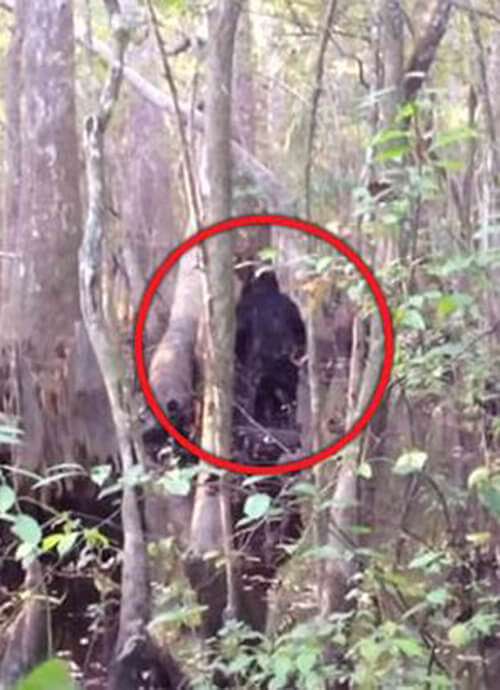 огромное чёрное существо в лесу