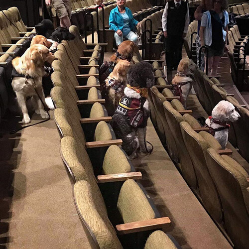 служебные собаки сходили в кино