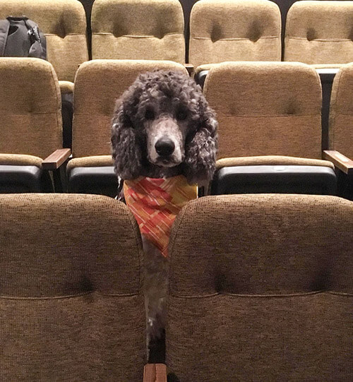 служебные собаки сходили в кино