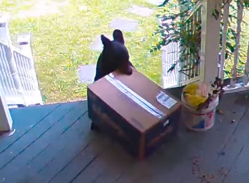 медведь украл коробку с кормом