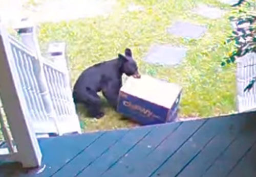 медведь украл коробку с кормом