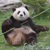 реальная кунг-фу панда