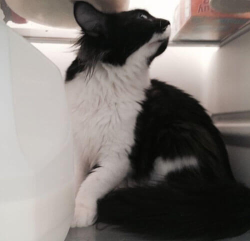 кошку закрыли в холодильнике