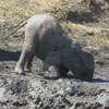 слонёнок играет в грязи