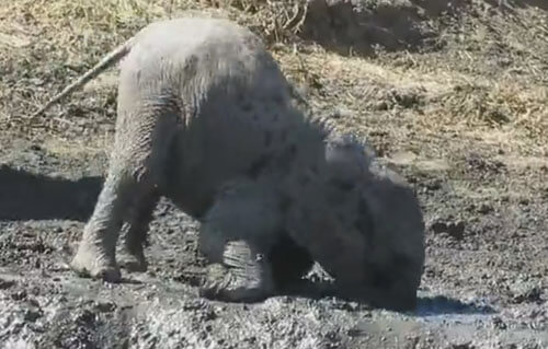 слонёнок играет в грязи