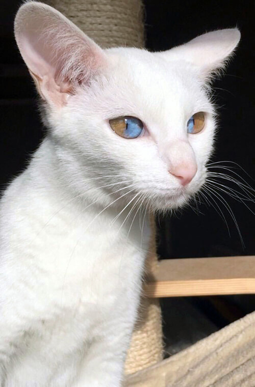 кошка с потрясающими глазами