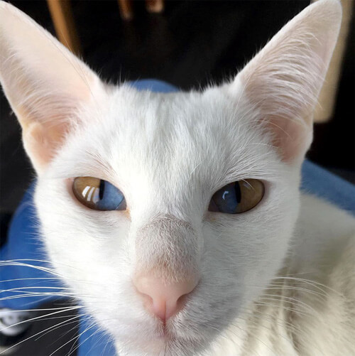 кошка с потрясающими глазами