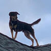 собака залезла на крышу дома